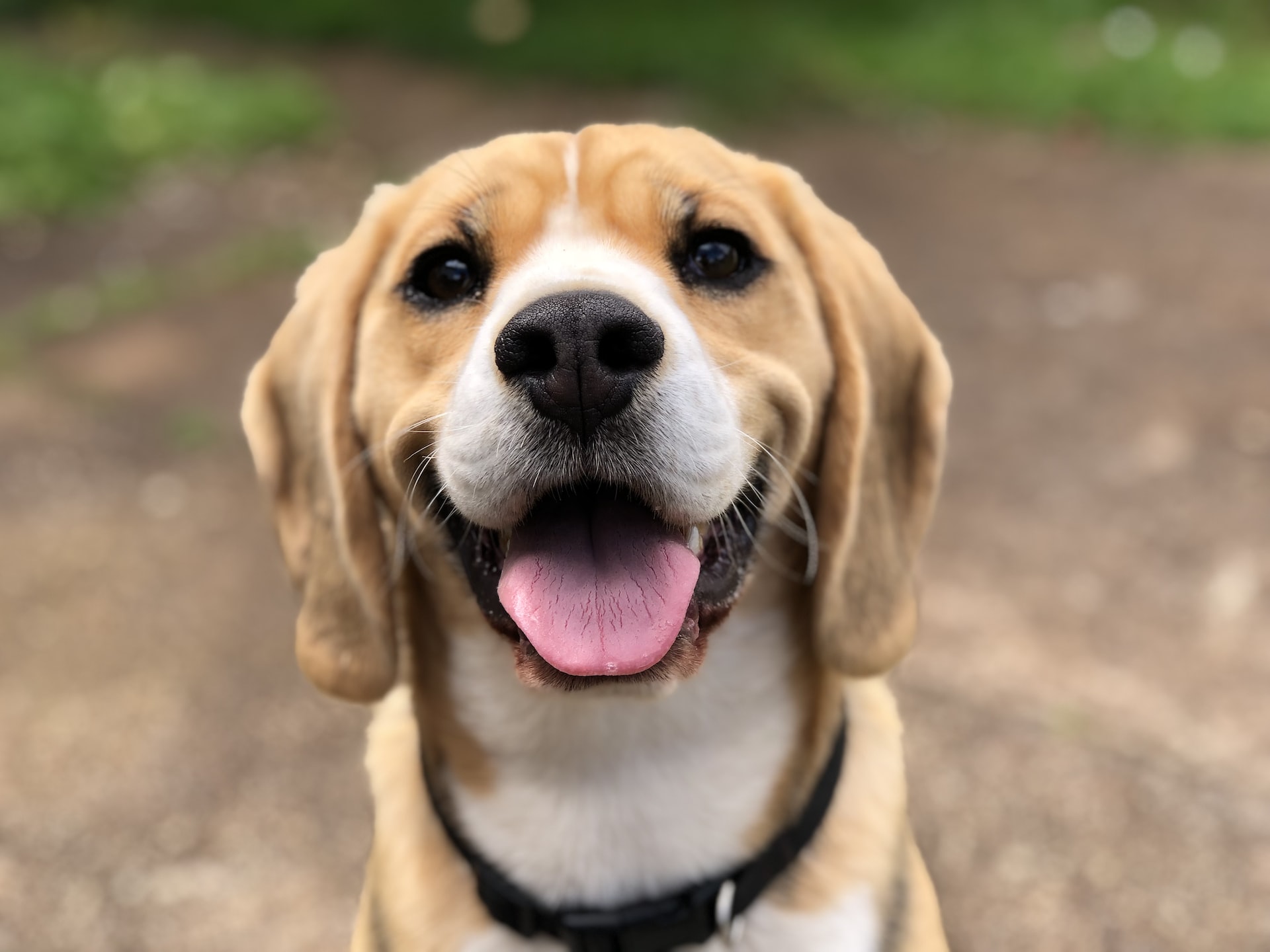 Communicating with pets after death service.