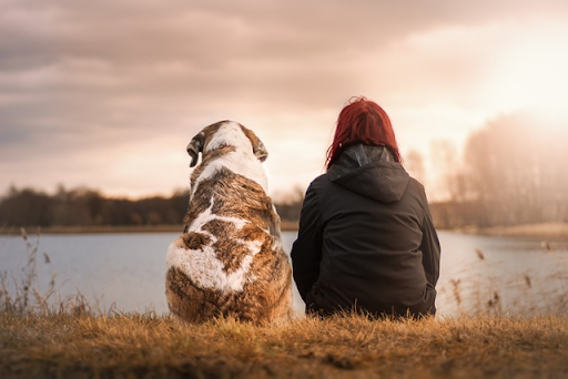 Dogs are one of the animals that communicate from the beyond.