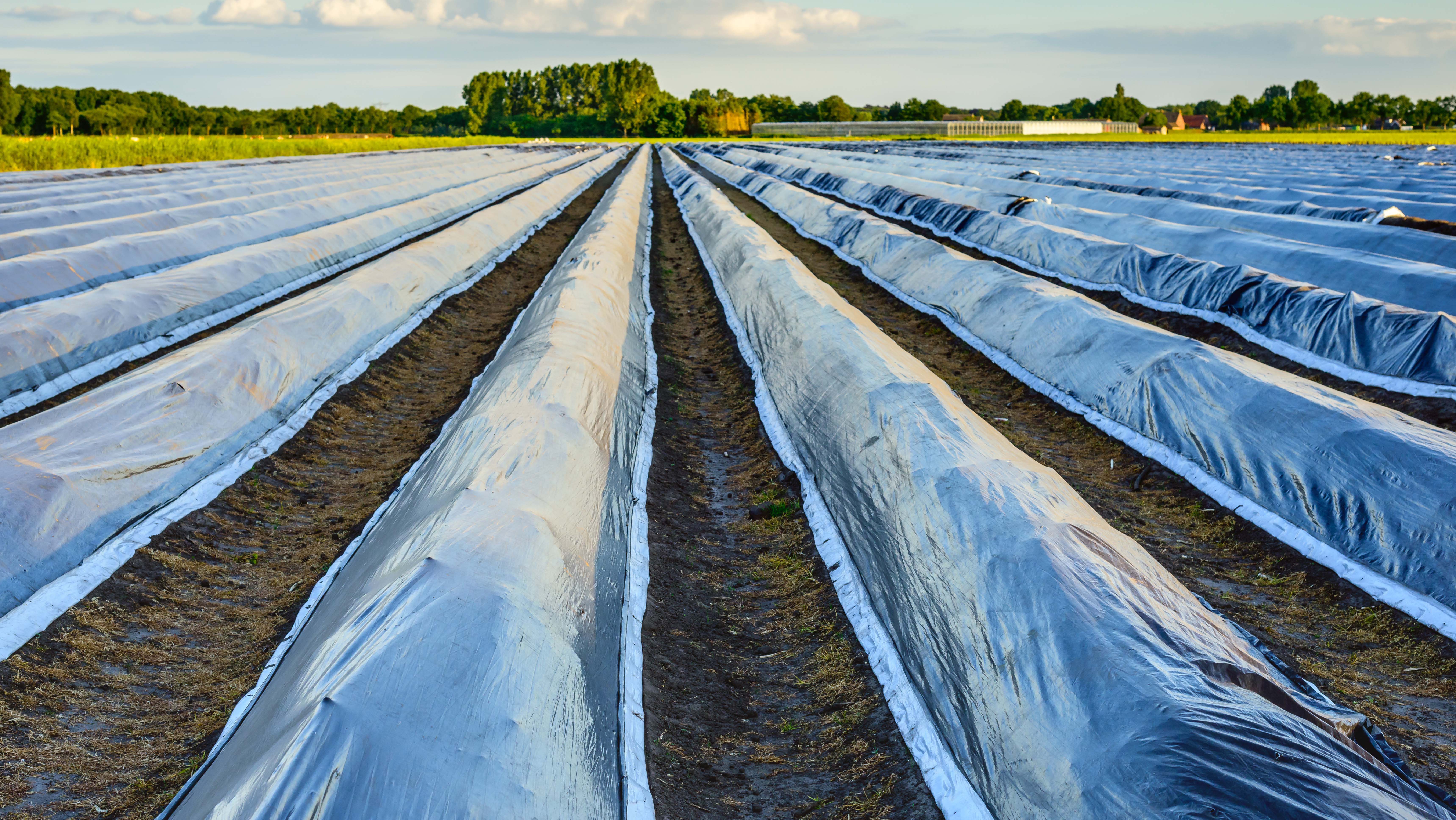 rows of vegetables in a field are covered by bioplastic film