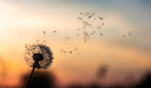 shallow focus photography of dandelion