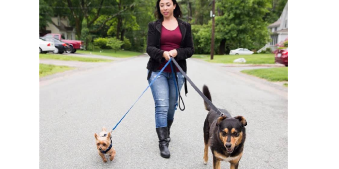 Dog Walking in the COVID Era with Amy from Wolfie's Dog Walking