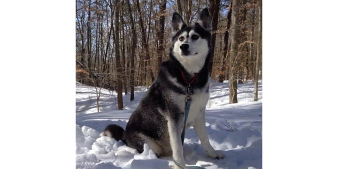 Creating Homes for Shelter Dogs: Featuring Sue's Pet Services