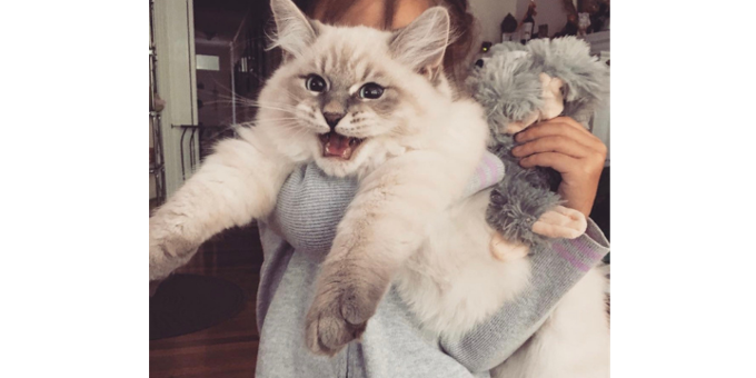 Celebrating National Cat Day with Kelly from On Call Pets