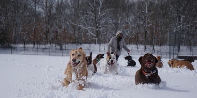 The value of exercise with Gaby from JC's Dog Walking