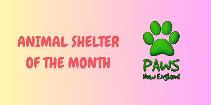 Shelter of the month spotlight: PAWS New England