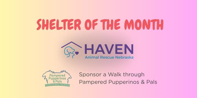 How Kristin Holzapfel is helping foster dogs take their next step